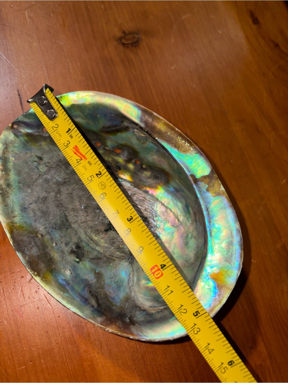 Iridescent Abalone Shell Decorative Bowl - Natural Blue/Green
